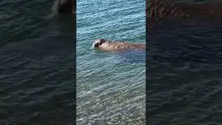 Walrus Swims Along Arctic Ocean Beach