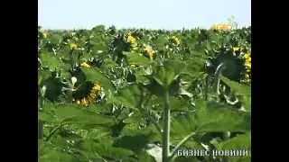 Бизнес новини: Актуални промоционални предложения за семена царевица и слънчоглед