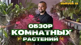 Комнатные растения в Казани! Обзор. Выпуск 21 