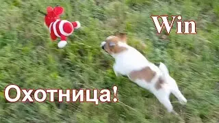 День десятый. Охота на огромную пчелу. Win учит команду Голос.