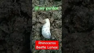 Beetle Larvae