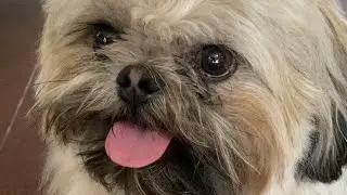 Gimme that sock! #shihtzu