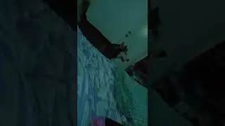 #husky Хаски говорит по человечески пошли гулять