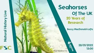 Seahorses In the UK: 20 Years of Research