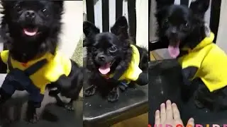 CHIHUAHUA NAME SHADOW😄