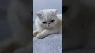 Наконец-то дошло! #котики#рекомендации#shorts