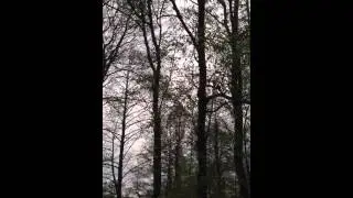 Соловей