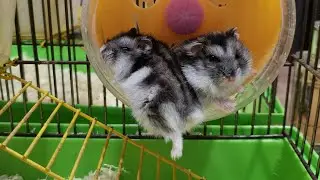 funny animals | смешные хомячки