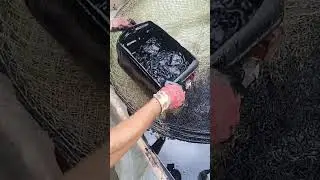 вентерь#смоление вентнря#как просмолить вентерь#