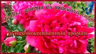 Пионы цветы из райского сада  У них божественный аромат