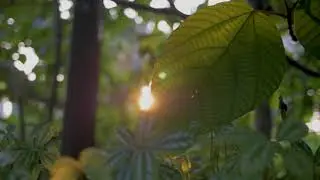 Jungle leaves