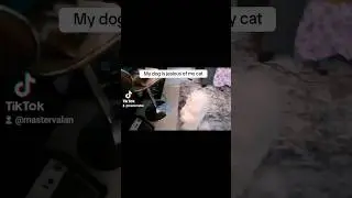 Dog stares at cat #shorts #foryou foryou