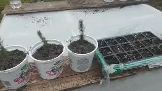 Саженцы голубых елочек