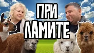 На гости при ламите