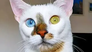 Male Cat in Heat Sounds | Male Cat Calling Female | Male Cat Mating Call Sound Effect | Cat Voice