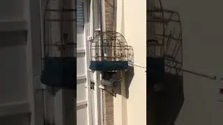 Coleiro zel zel canto metálico