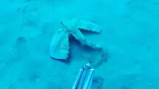 Pescasub: Un'occhiata intorno al molo