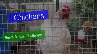 Chickens (Ben's B-Roll Challenge #2)