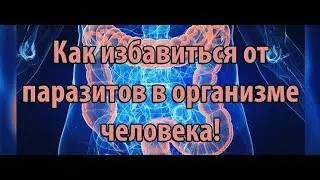 Как избавиться от паразитов качественно, безопасно и эффективно