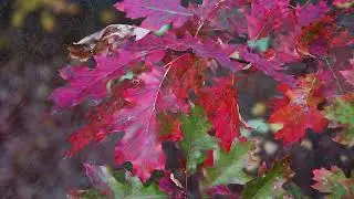 Fallen Leaves