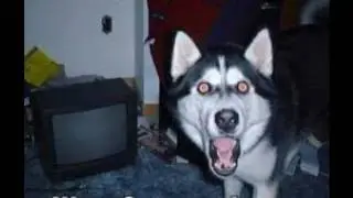Funny Pictures