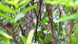 Helmeted Pygmy Tyrant (Lophotriccus galeatus) singing, French Guiana