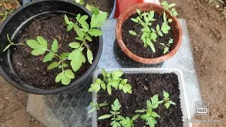 GROWING TOMATOES FROM SEED || 15 DAYS UPDATE