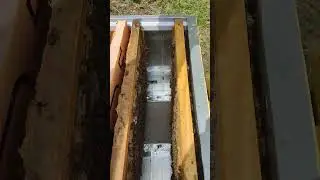 Отводок ,на 2 х рамок