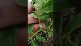 Вторичное цветение Чендлер