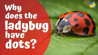 Why does the ladybug have dots?