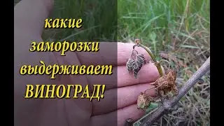 Виноград МАРШАЛ ФОШ после заморозков! КАКИЕ ЗАМОРОЗКИ ВЫДЕРЖИВАЕТ ВИНОГРАД?