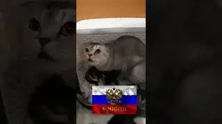 Наша Россия🇷🇺🇷🇺🇷🇺#shorts