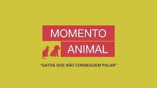 Gatos Que Não Conseguem Pular - Momento Animal