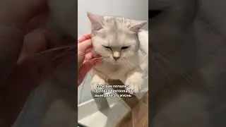 Ласковая британка