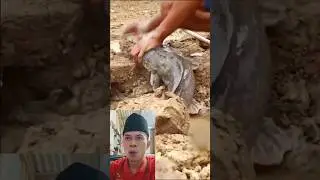 ikan Keluar dari Dalam Tanah 😱
