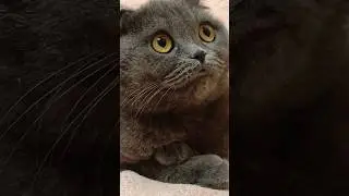 Що важче? 