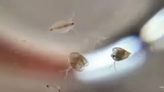 水蚤