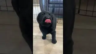 The CLAW is undefeated 🙌😂🐶🐾 #doglover #labrador #pets #puppy #shorts