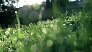 Nature - Grass dew Fog