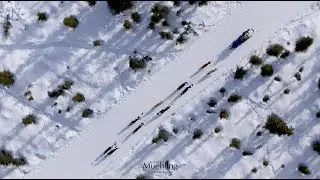 Open North American Championship Sled Dog Race — Day 2