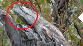 12 Hidden Animals that You Can't Spot