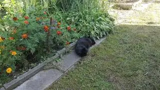 VLOG: ШМЯК ПОМОГАТЬ НЕ ХОЧЕТ, ВСЕ Я САМА.😄🐈‍⬛