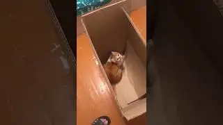 Юность дурокота