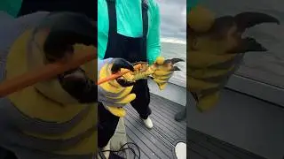 Can it Break it Episode 2 #StoneCrab #Crab #fishing #breakingnews #seafoodadventure