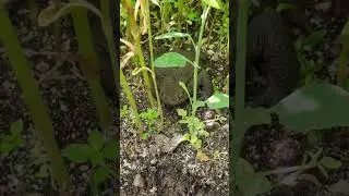 ВОТ ТАК ВСТРЕЧА. ЗЕМЛЯНАЯ ЖАБА.