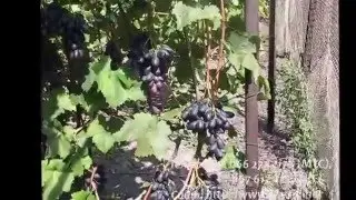 Велика