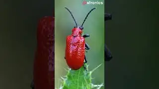 Bug in a System 