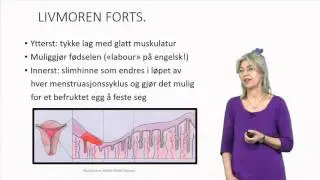 Kvinnens anatomi