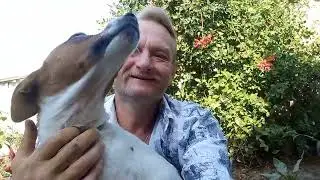 Робимо смачне варенько із сливи. Пан Пишний сьогодні чимто був не задоволений.