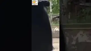 Dadi ma break dance